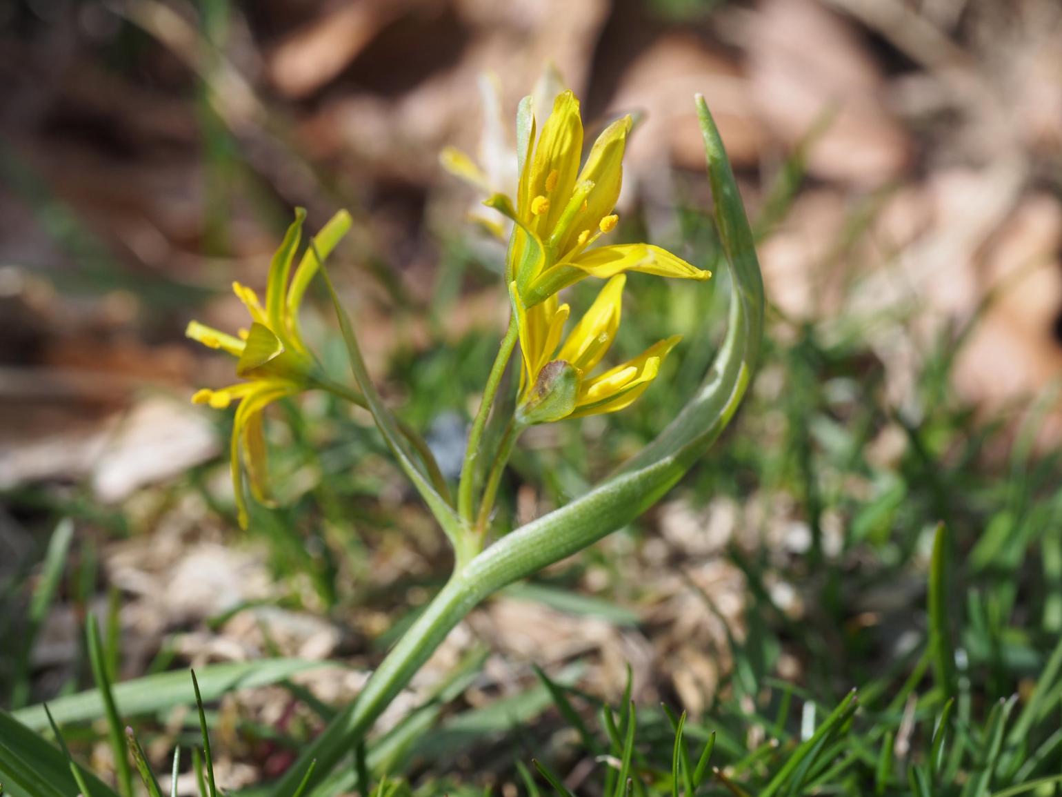 Star-of-Bethlehem, Yellow